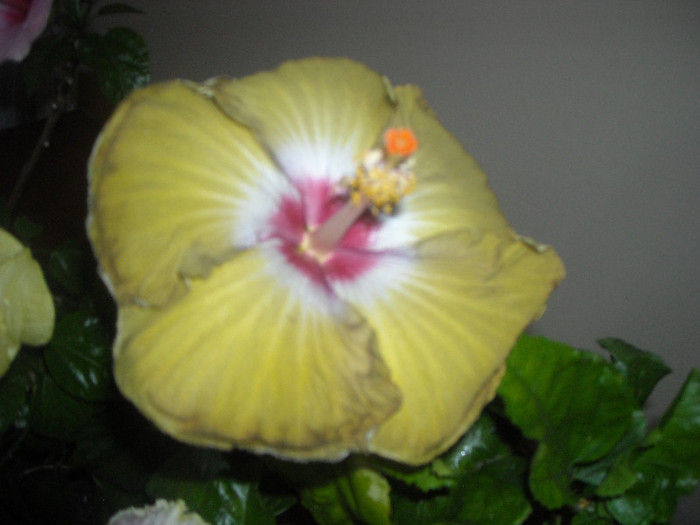 Hibiscus Kathie Jones
