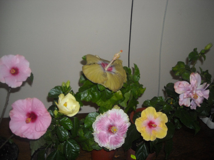 Hibiscus grup