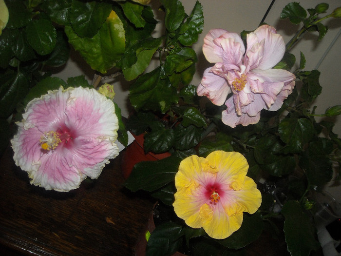 Hibiscus grup