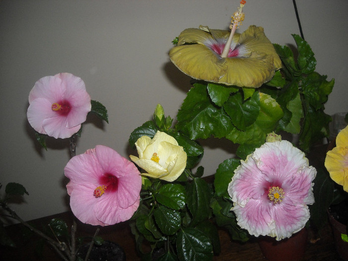 Hibiscus grup