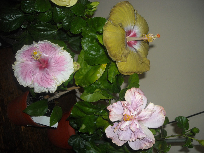 Hibiscus grup