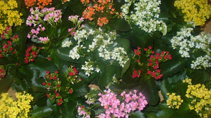P1050076 - flori de vanzare septembrie 2012