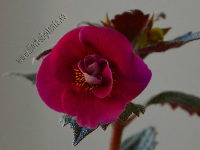 Achimenes Serges Fantasy - ACHIMENES II