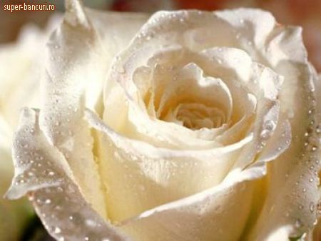 trandafir(alb); simbolizeaza sinceritatea
