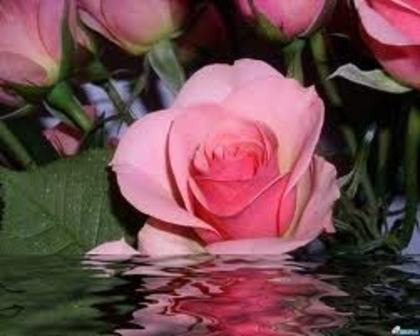 trandafir(roz) - CONCURS FLORI