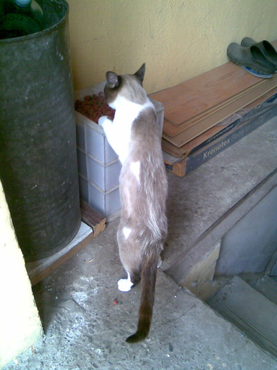 Felix fura din mancarea cainelui