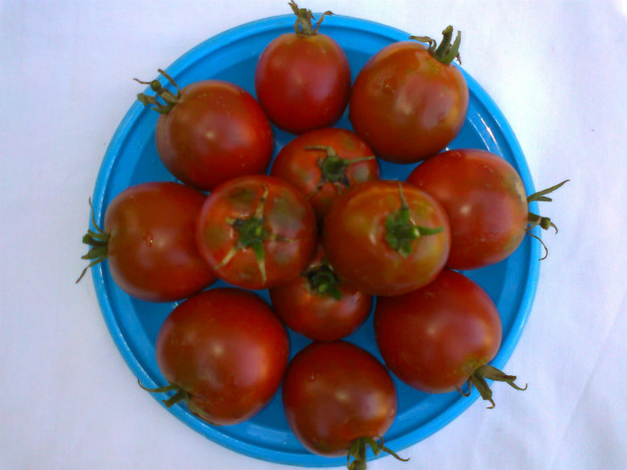 BLACK KUMATO - 03- TOMATE-ROSII-SOIURI PURE ORGANICE VECHI ROMANESTI SI HEIRLOOM ALBUM 3