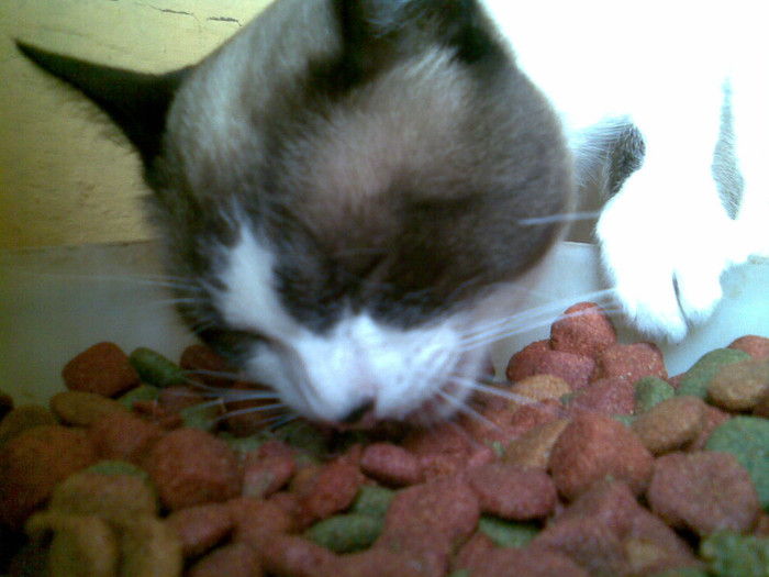 Ia sa gust...ca nu e Tara aici..