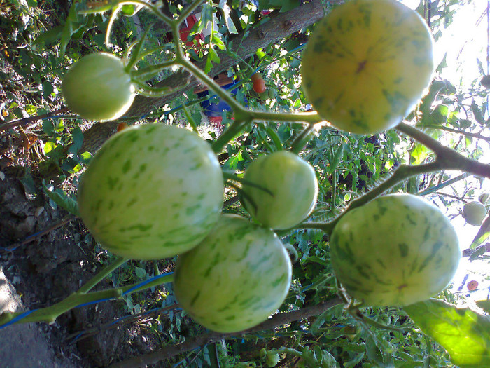 GREEN ZEBRA - 03- TOMATE-ROSII-SOIURI PURE ORGANICE VECHI ROMANESTI SI HEIRLOOM ALBUM 3