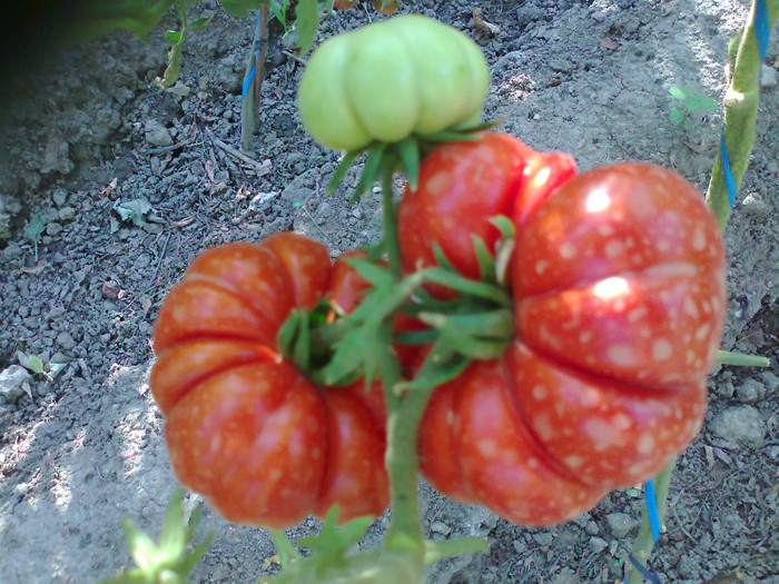 COSTOLUTO FIORENTINO; COSTOLUTO FIORENTINO
