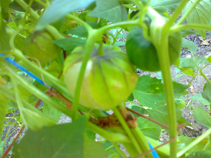 TOMATILLO PURPLE; TOMATILLO PURPLE
