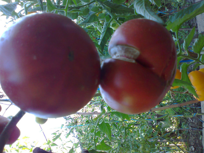 BLACK KRIM; BLACK KRIM
