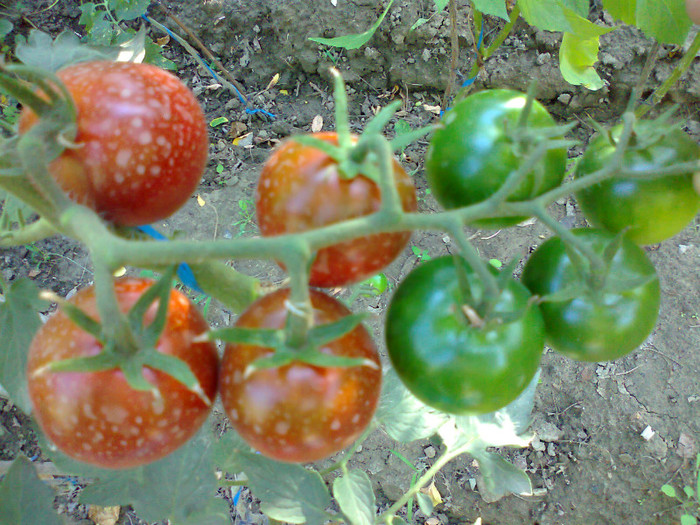 BLACK KUMATO - 03- TOMATE-ROSII-SOIURI PURE ORGANICE VECHI ROMANESTI SI HEIRLOOM ALBUM 3