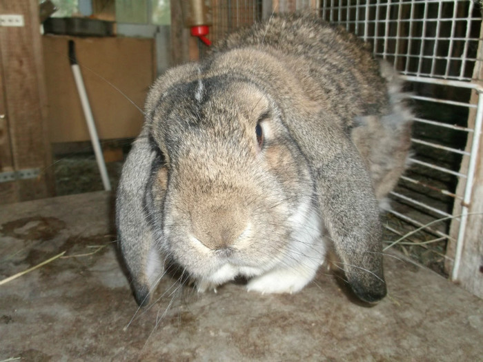 am un cap de berbec, dar sunt iepure