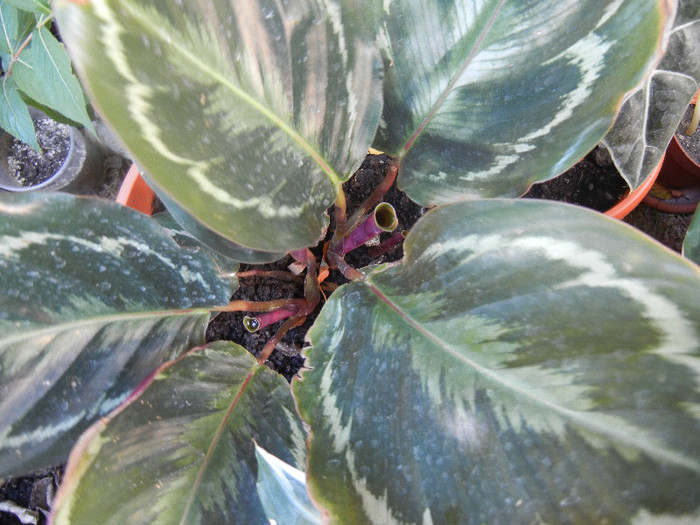 Calathea Roseopicta (2012, Aug.31) - Calathea Roseopicta