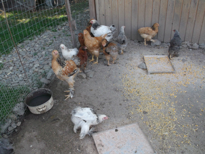 iar ne filmeaza altii?