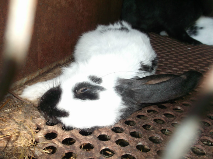 ...da de ce sa dau cu var????"