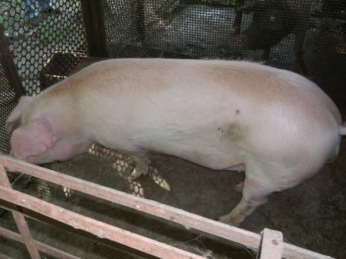 o  fetita cu "soric"