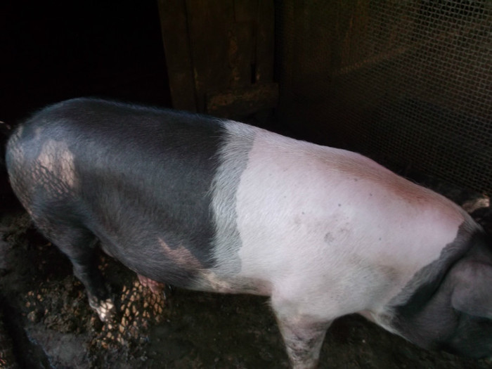 o fi bazna, o fi mangalita?