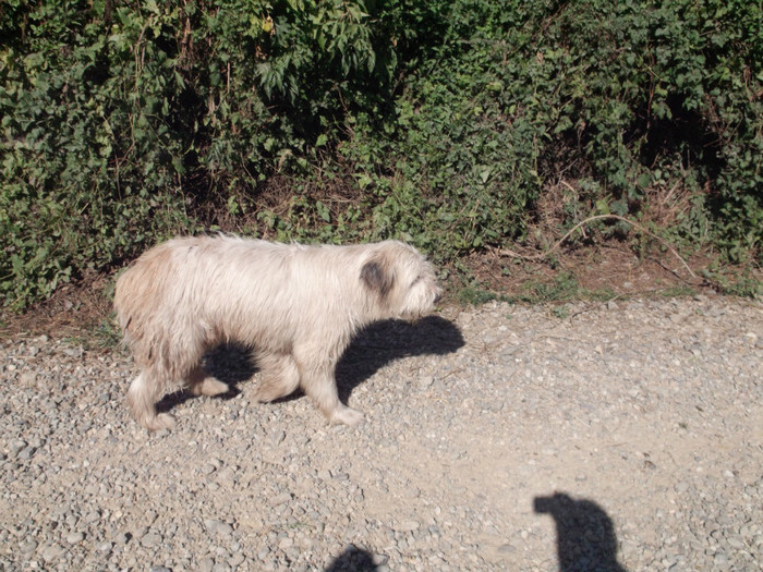 am treaba doar  cu lupul