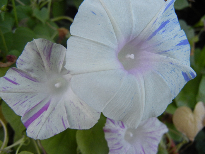 Carnevale di Venezia (2012, Aug.31)