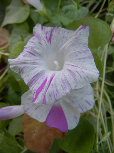 Carnevale di Venezia (2012, Aug.31)
