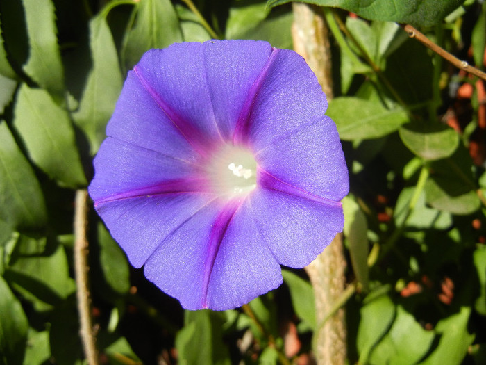 Morning Glory_Ipomoea (2012, Aug.31)