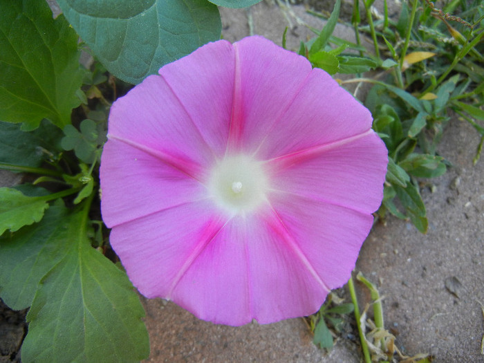 Morning Glory_Ipomoea (2012, Aug.31)