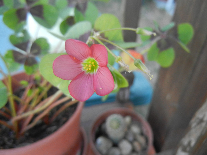 Oxalis Iron Cross (2012, August 31)