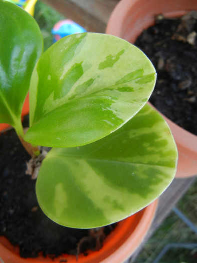 Baby Rubber Plant (2012, Aug.24) - Peperomia obtusifolia Var