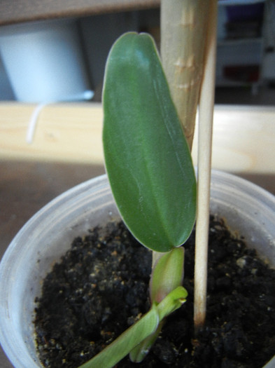 Blushing Philodendron (2012, Aug.31) - Philodendron erubescens