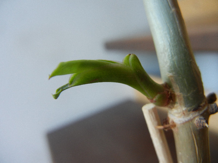 Philodendron erubescens (2012, Aug.31) - Philodendron erubescens