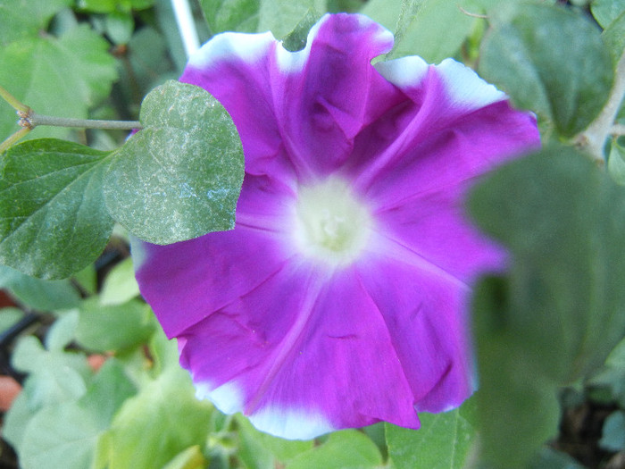 Picotee Morning Glory (2012, Aug.31)