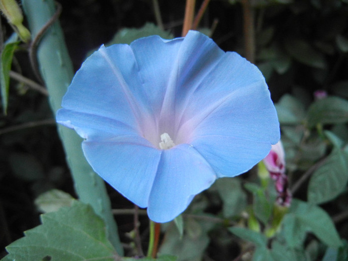 Picotee Morning Glory (2012, Aug.31) Picotee Morning Glory (2012, Aug.31)