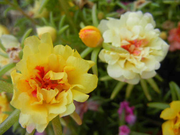 Portulaca grandiflora (2012, Aug.27)