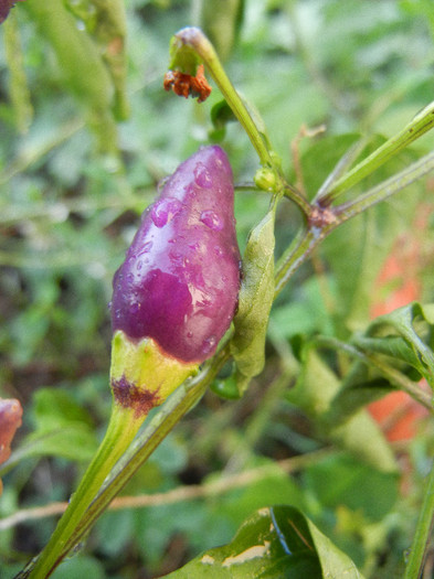 Purple Chili Pepper (2012, August 23) - Purple Chili Pepper