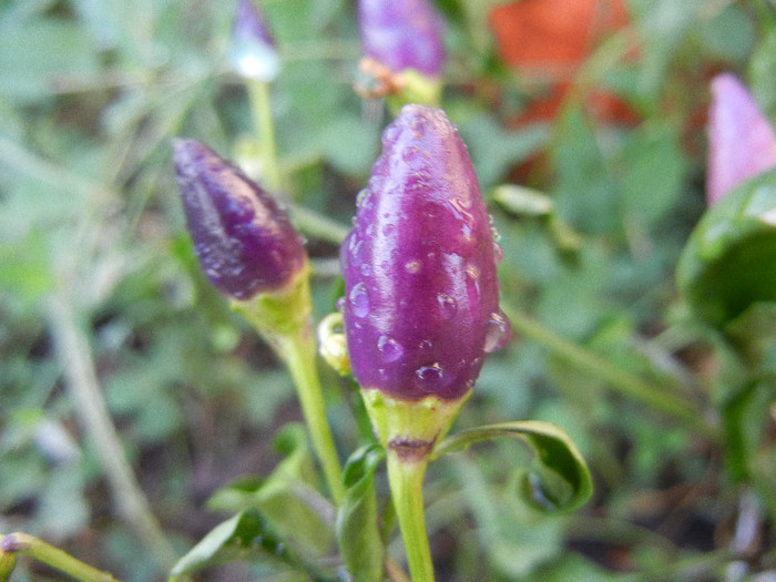 Purple Chili Pepper (2012, August 23) - Purple Chili Pepper
