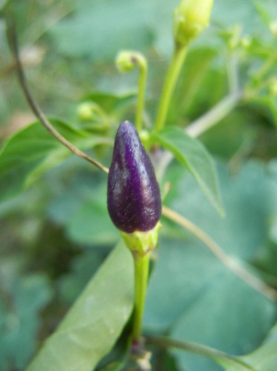 Purple Chili Pepper (2012, August 24) - Purple Chili Pepper