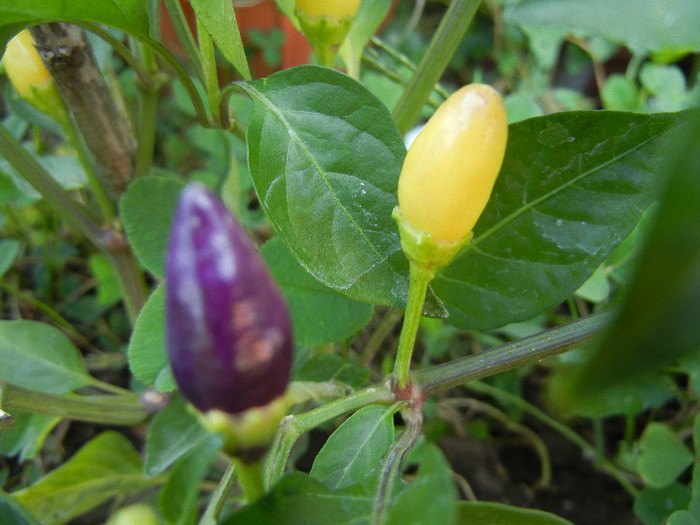 Purple Chili Pepper (2012, August 24) - Purple Chili Pepper
