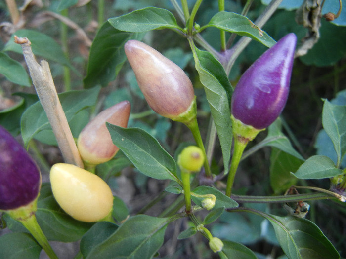 Purple Chili Pepper (2012, August 24)
