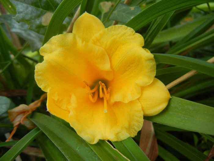 Hemerocallis Stella de Oro (2012, Aug.26) - Hemerocallis Stella de Oro