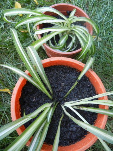 Variegated Spider Plant (2012, Sep.01) - Spider plant Variegated
