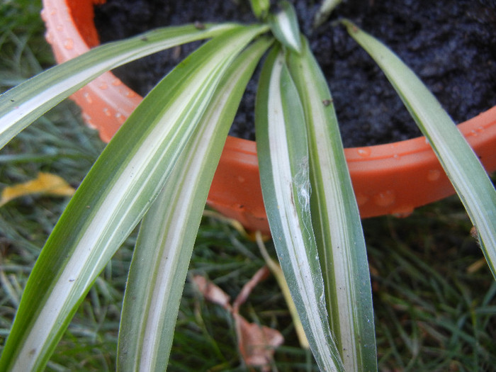 Chlorophytum comosum (2012, Sep.01) - Spider plant Variegated