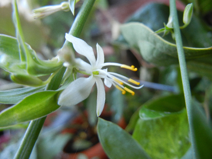 Chlorophytum comosum (2012, Sep.01) - Spider plant Green