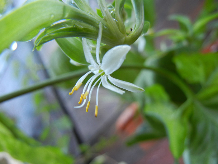 Chlorophytum comosum (2012, Sep.01) - Spider plant Green