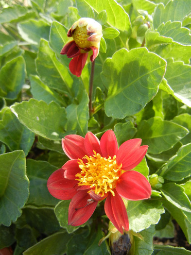 Dahlia Figaro Red (2012, September 01)