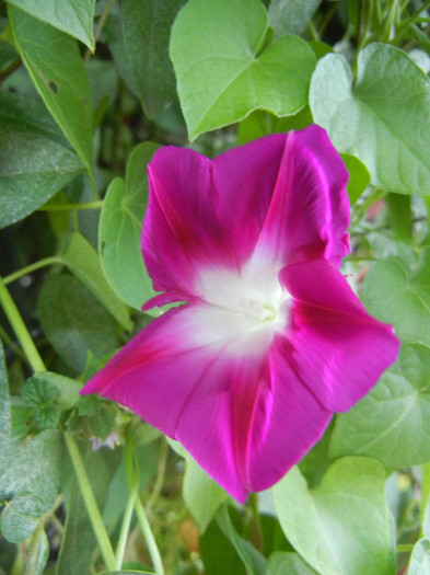 Double Pink Morning Glory (2012, Sep.01) - Double Pink Ipomoea Nil