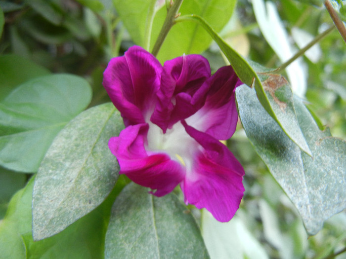 Double Pink Morning Glory (2012, Sep.02) - Double Pink Ipomoea Nil