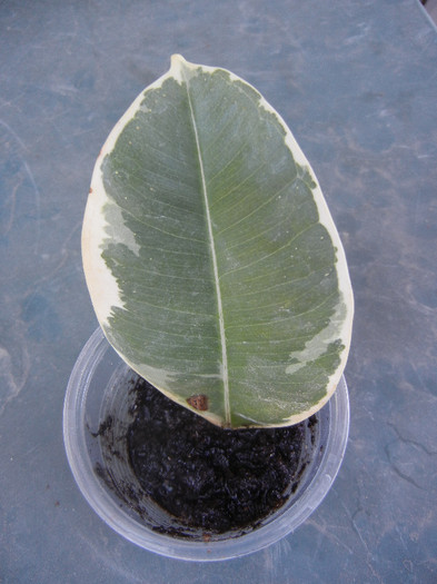 Ficus Tineke 03, 01sep2012