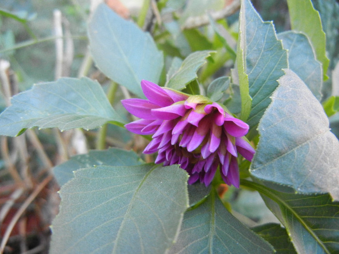 Light Purple dahlia (2012, September 02)